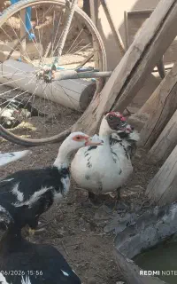 جوجه اردک اسرائیلی
