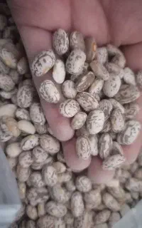 لوبیا چیتی و عدس وآبغوره و لواشک
