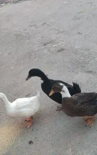 اردک