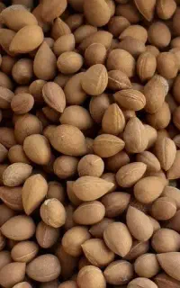 الوک یا بادام وحشی