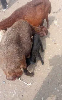 گوسفند بره دار