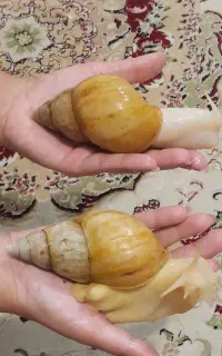 حلزون مولد آچاتینا