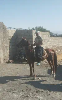 مادیان کرد