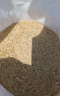 ارپا درشت