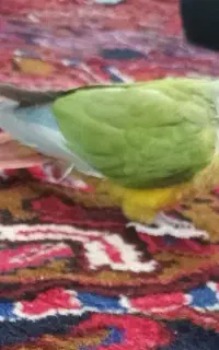 گرینچیک