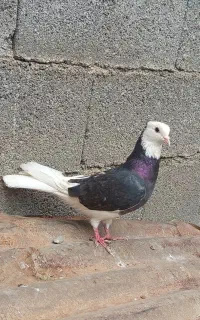 کبوتر شازده