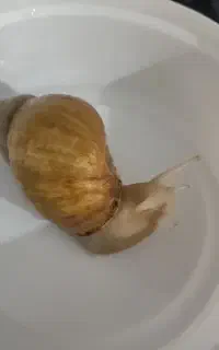 حلزون خانگی