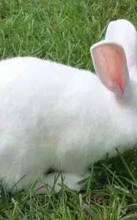 خرگوش