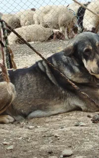 واگذاری ماده پژدر