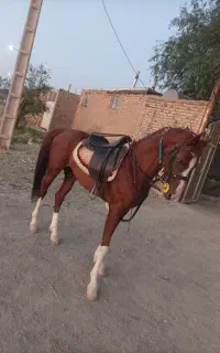 نریون
