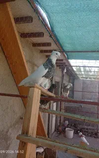 فروش چندجفت طوقی
