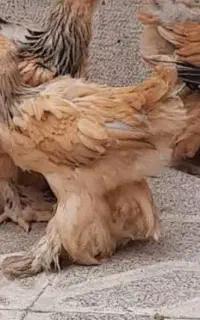 فروش جوجه مرغ و خروس برحما همه رنگها موجودد