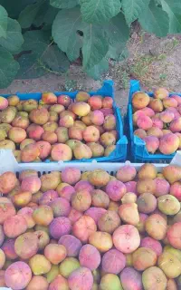 انجیر رشه تازه امروز چیده باغ
