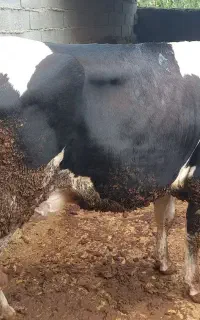 گاو گوساله باهم یک تومن