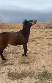 مادیان یرقه