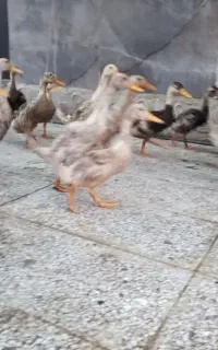 اردک و جوجه اردک