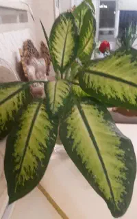 فروش شاخه ی دیفن باخیا