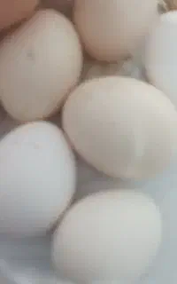 تخم مرغ بومی تازه