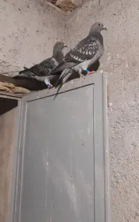 یک جفت کبوتر نر ماده
