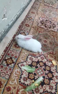 خرگوش مهربون من