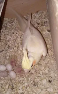 عروس هلندی کفتر و مرغ عشق