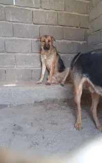 واگذاری توله سگ ژرمن