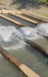 کارگر ساده پرورش ماهی
