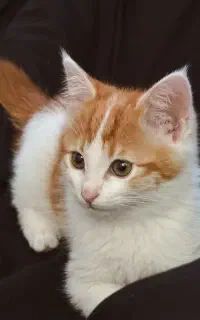 واگذاری رایگان گربه ۵ ماهه