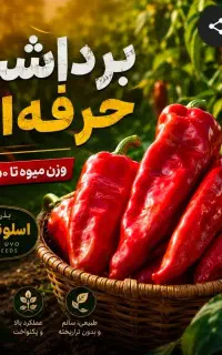 بذر فلفل پاپریکا وارداتی