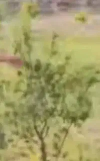 علوفه ،خشک