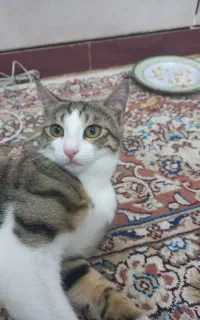 گربه