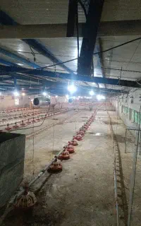 کارگر برای سالن مرغداری جهت کار در مرغداری
