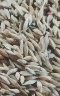 جو آبی کیلو ۵۵۰۰۰تومان