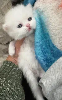 گربه آماده رزور جهت واگذاری