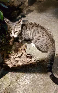 واگذاری گربه ۵ ماهه DSH