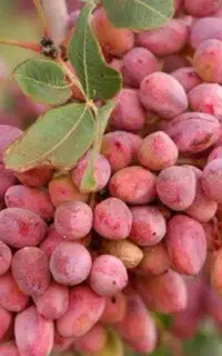 پخش نهال پسته آمریکایی تضمینی