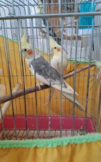 عروس هلندی نر و ماده ویک نر