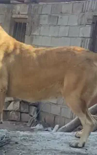 ماده عراقی