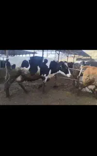 کارگر برا گاوداری