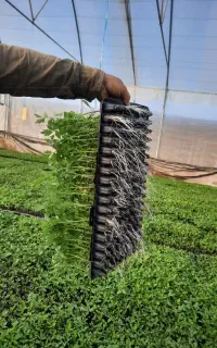 نشا گوجه فرنگی بادمجان فلفل