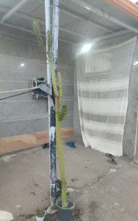 کاج توس