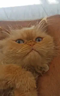 گربه خانگی نژاد پرشین اصیل