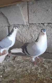 دمگیر