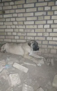 توله سگ