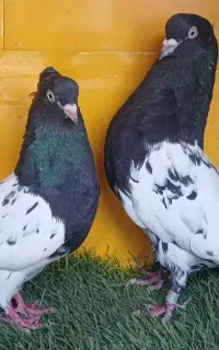 کبوتر خوب سالم به شرط تخم جوجه