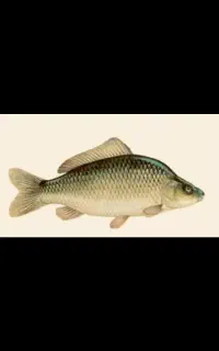 ماهی کپور استخری