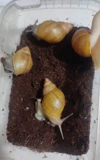 حلزون آلبینو