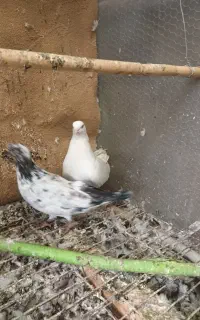 فروش کبوتر وقناری جوان