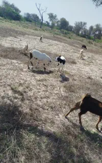 کهره نرفروشی