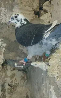 کبوترابلغ